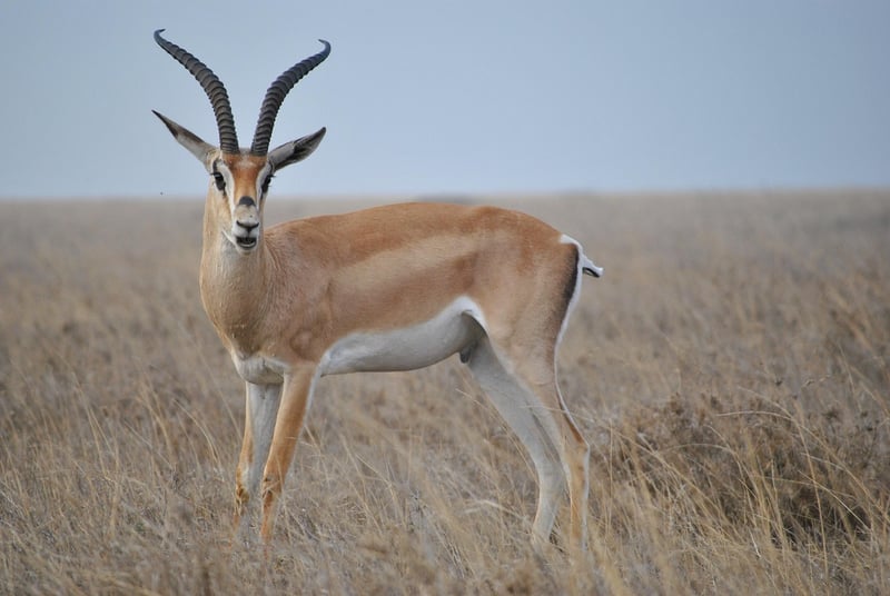 Safari in the Serengeti, Tanzania